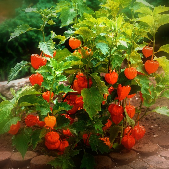 chinese lantern plant