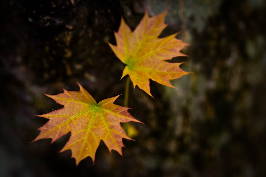 maple leaf in