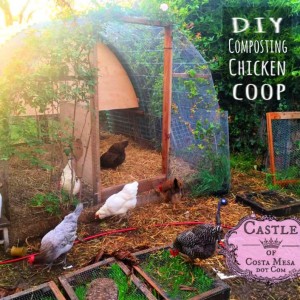 180406 DIY Composting Chicken coop with chicken salad bar square