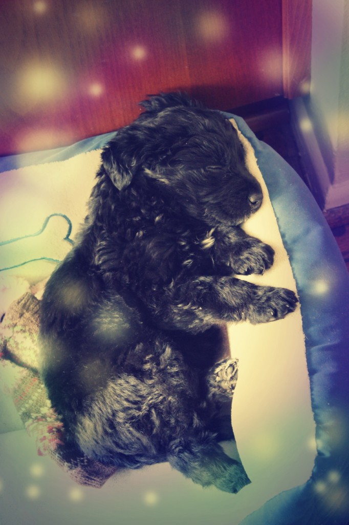 130403 Little black puppy Pablito sleeping as we crafted