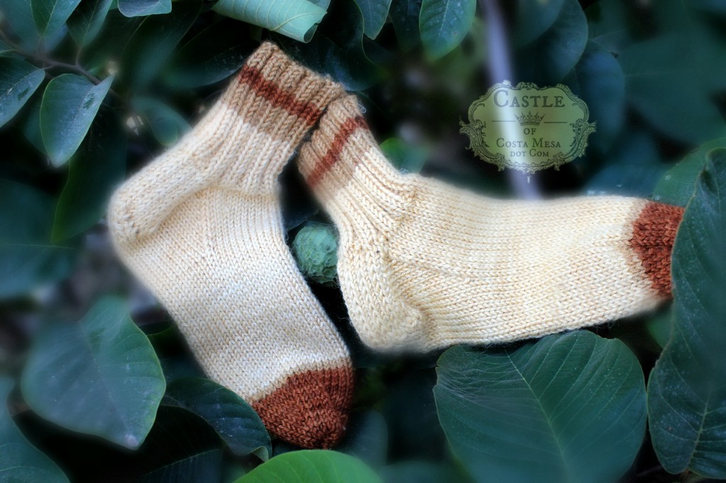 140929 Christine's Knitted brown socks in the round on fruiting cherimoya tree 2