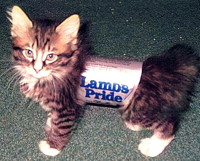 140929 Halloween yarn kitty cat costume as Lambs Pride skein of wool.