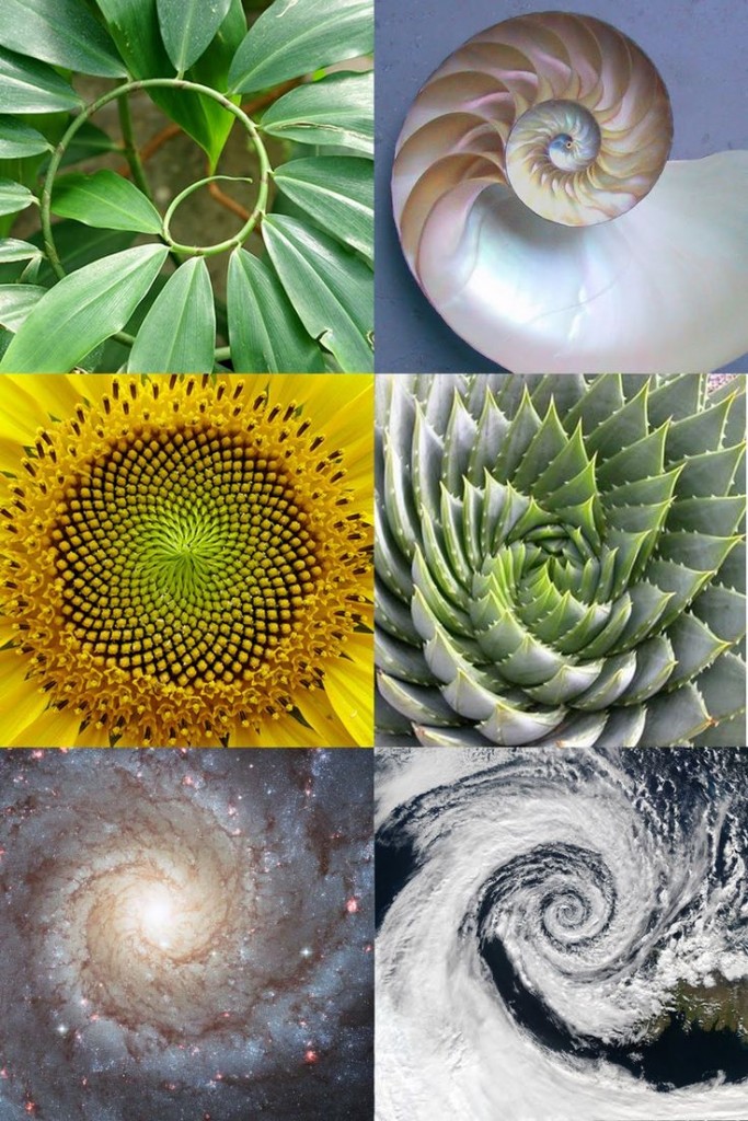 140915 Sacred Geometry Golden Ratio Spiral of Life Nature Fibonacci Sunflower whorl Craft Group Weaving CastleofCostaMesa