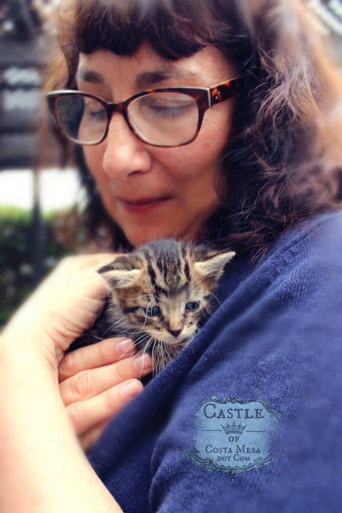 141021 Julie with little tiger kitten 2