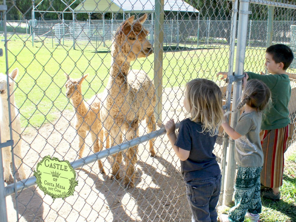 150210 children watching mother and baby alpaca pair.