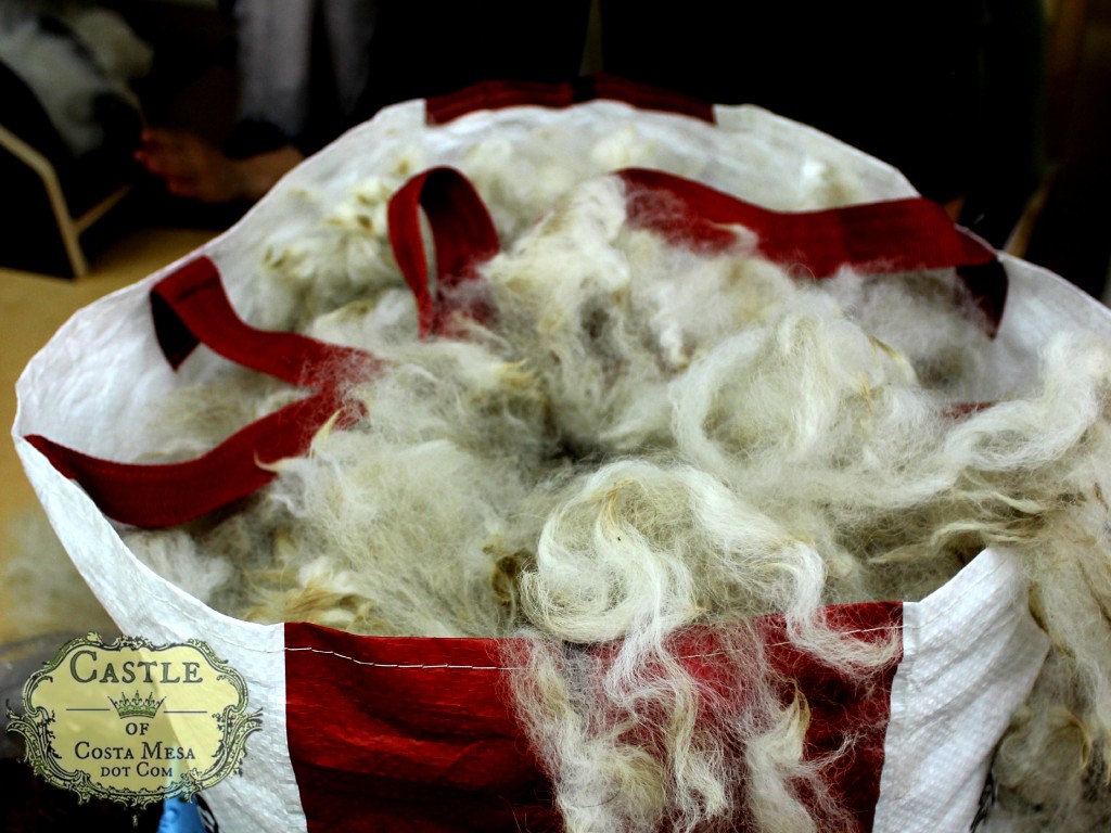 150223 Raw Huacaya alpaca fleece from Windy Hills alpaca farm.