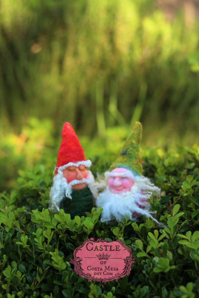 141209 gnome buddies Wigfrith and Æthelweard strolling on boxwood on a sunny morning.