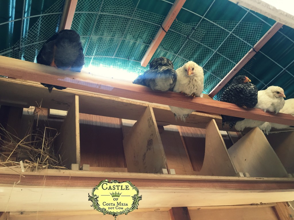 170516 young chickens roosting in the hen house 9379