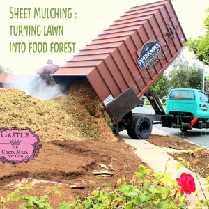 160607 Sheet Mulching turning lawn into food forest square 6204