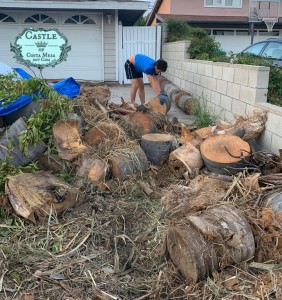 190416 Vihren organizing palm tree logs L