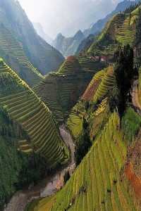 Bhutan Rice Terrace Valley